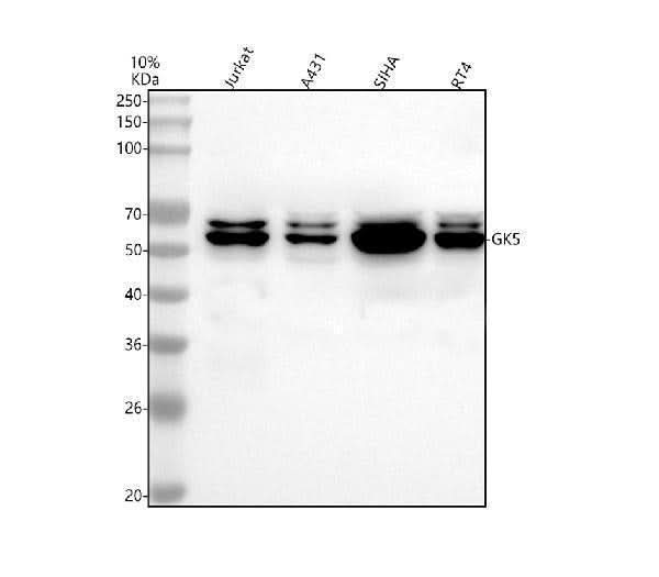 Anti-GK5 Antibody Picoband® Boster Bio