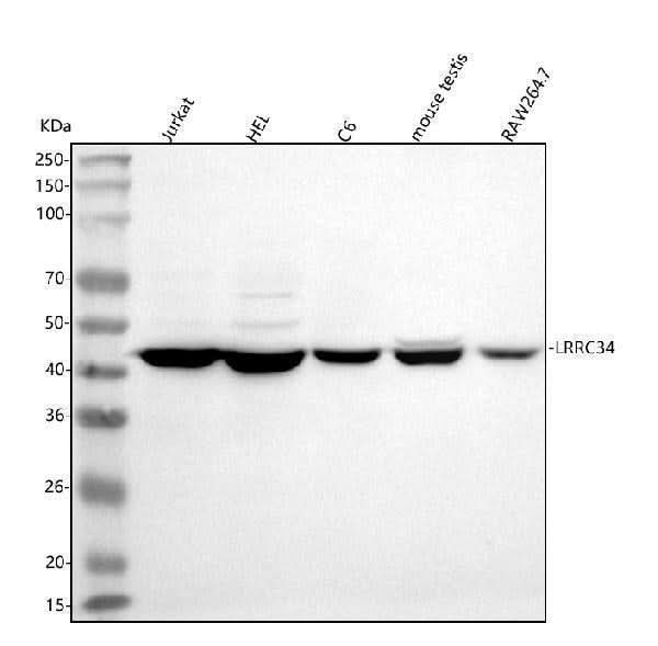 Anti-LRRC34 Antibody Picoband® Boster Bio