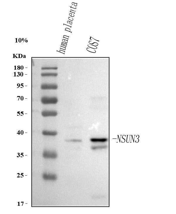 Anti-NSUN3 Antibody Picoband® Boster Bio