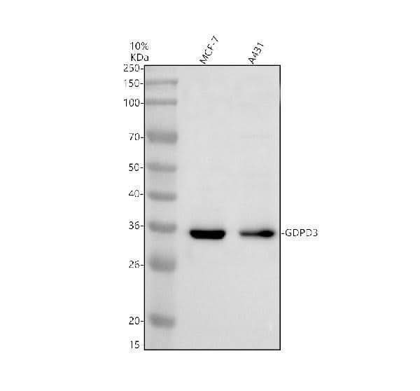 Anti-GDPD3 Antibody Picoband® Boster Bio