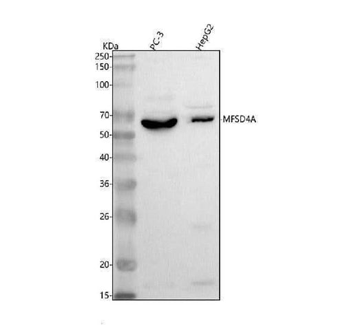 Anti-MFSD4A Antibody Picoband® Boster Bio