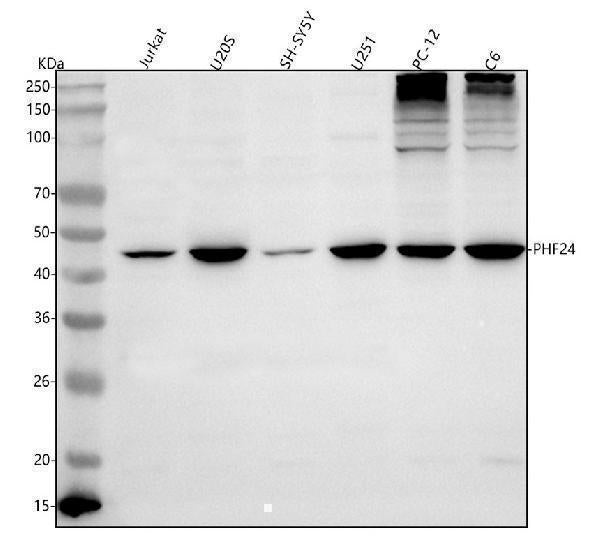 Anti-PHF24 Antibody Picoband® Boster Bio
