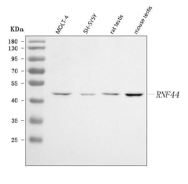 Anti-RNF44 Antibody Picoband® Boster Bio
