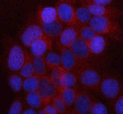 Anti-UAP1L1 Antibody Picoband®