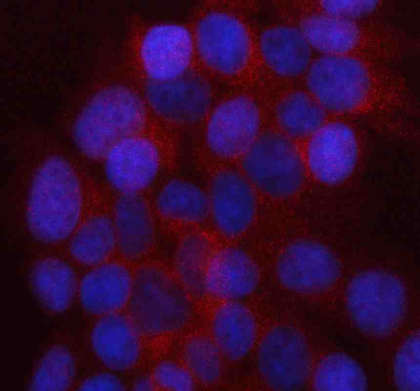 Anti-UAP1L1 Antibody Picoband®