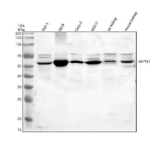 Anti-UAP1L1 Antibody Picoband®