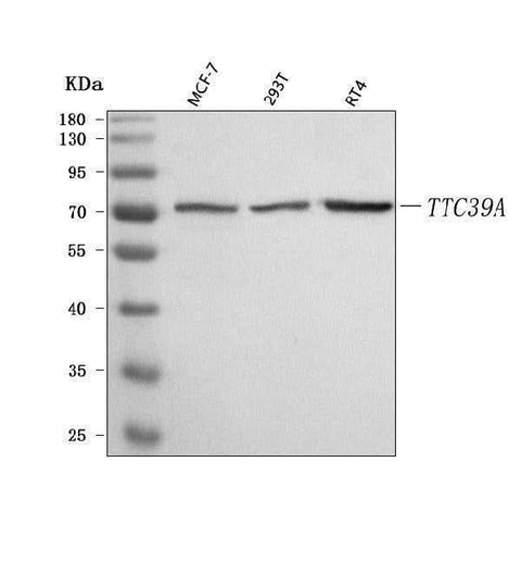 Anti-TTC39A Antibody Picoband® Boster Bio