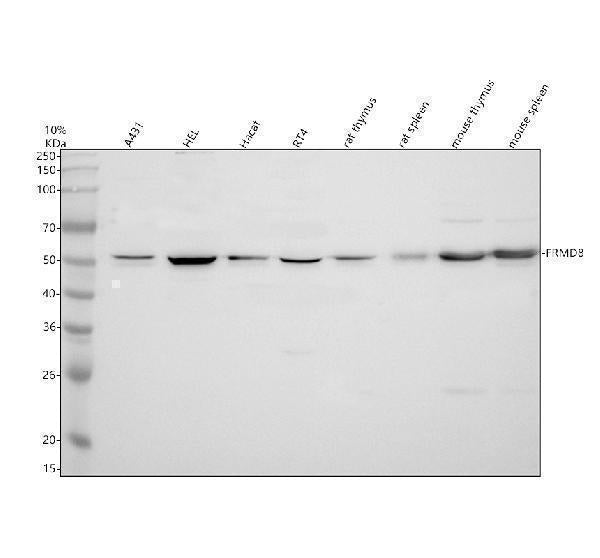 Anti-FRMD8 Antibody Picoband® Boster Bio
