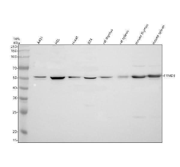 Anti-FRMD8 Antibody Picoband® Boster Bio