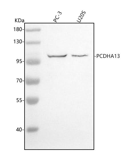 Anti-PCDHA13 Antibody Picoband® Boster Bio
