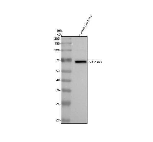 Anti-SLC23A3 Antibody Picoband® Boster Bio