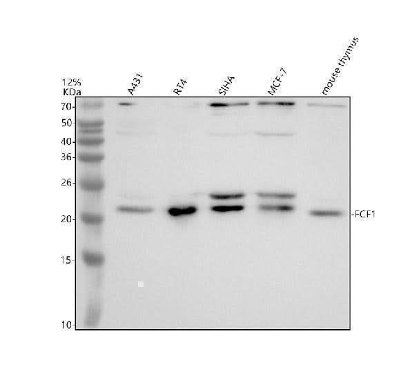 Anti-FCF1 Antibody Picoband® Boster Bio