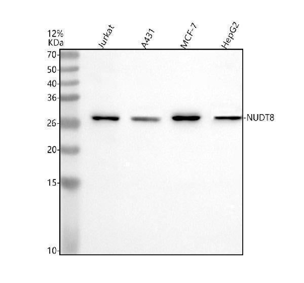 Anti-NUDT8 Antibody Picoband® Boster Bio