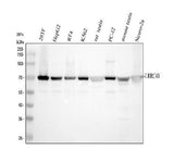 Anti-LRRC40 Antibody Picoband® Boster Bio