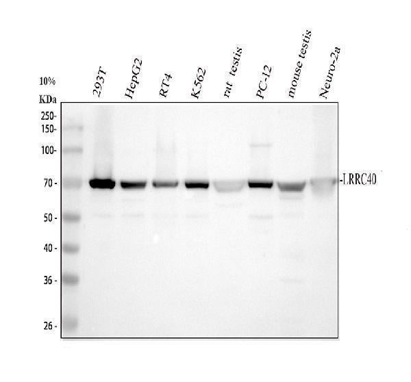 Anti-LRRC40 Antibody Picoband® Boster Bio