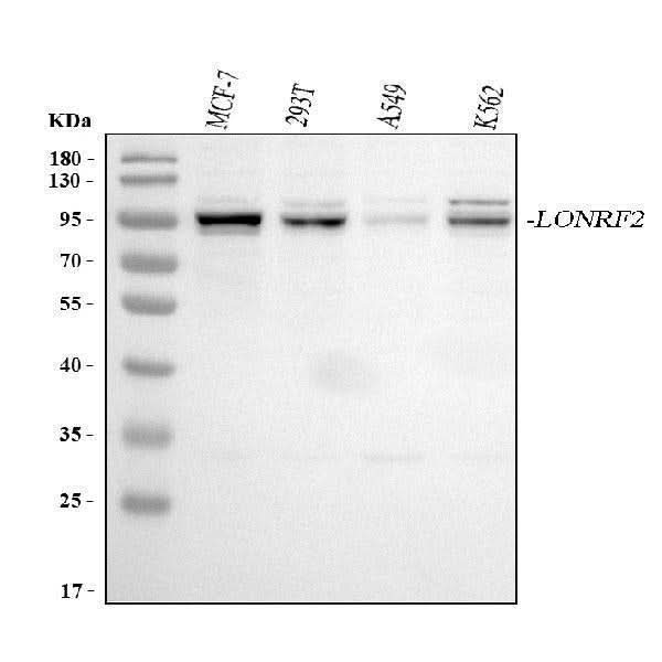 Anti-LONRF2 Antibody Picoband® Boster Bio