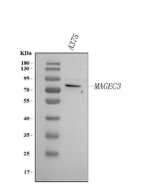 Anti-MAGEC3 Antibody Picoband® Boster Bio