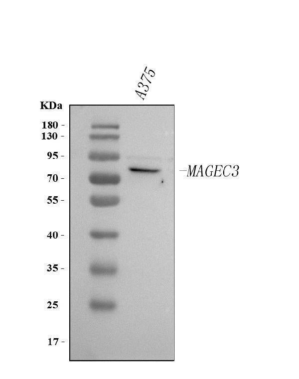 Anti-MAGEC3 Antibody Picoband® Boster Bio