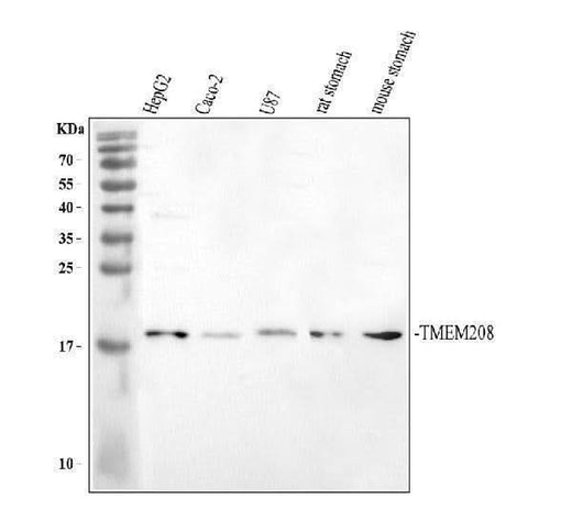 Anti-TMEM208 Antibody Picoband® Boster Bio