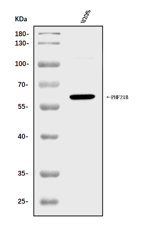 Anti-PHF21B Antibody Picoband® Boster Bio
