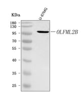 Anti-OLFML2B Antibody Picoband® Boster Bio