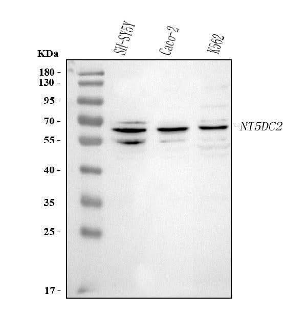 Anti-NT5DC2 Antibody Picoband® Boster Bio