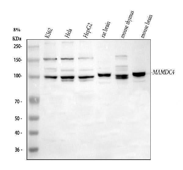 Anti-MAMDC4 Antibody Picoband® Boster Bio
