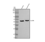 Anti-IGLON5 Antibody Picoband® Boster Bio