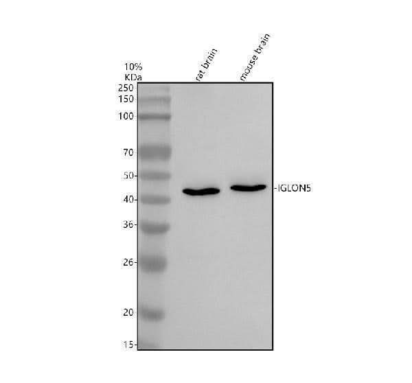 Anti-IGLON5 Antibody Picoband® Boster Bio