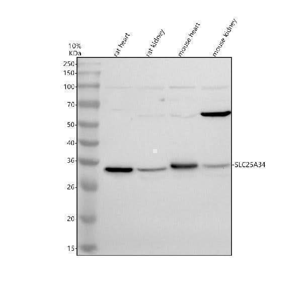 Anti-SLC25A34 Antibody Picoband® Boster Bio
