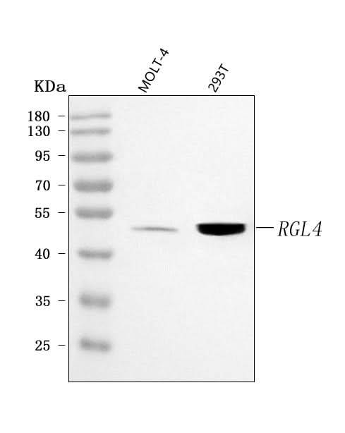 Anti-RGL4 Antibody Picoband® Boster Bio
