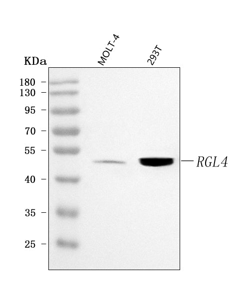 Anti-RGL4 Antibody Picoband® Boster Bio