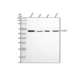 Anti-SPATA21 Antibody Picoband® Boster Bio