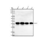 Anti-RTF2 Antibody Picoband® Boster Bio