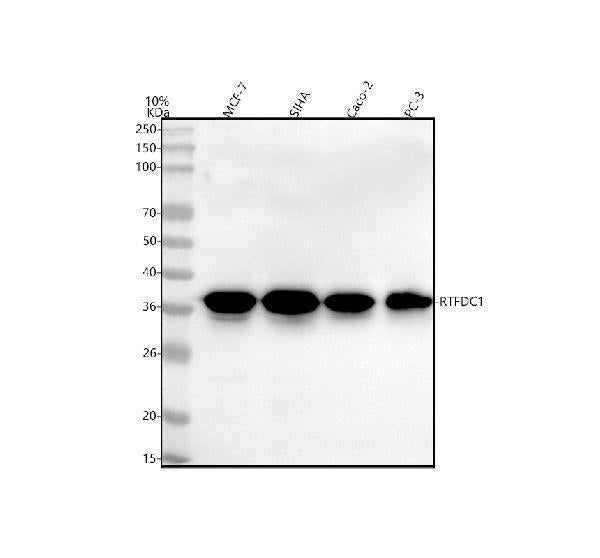 Anti-RTF2 Antibody Picoband® Boster Bio