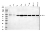 Anti-MOSPD2 Antibody Picoband® Boster Bio