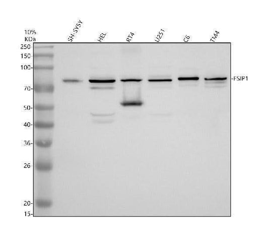 Anti-FSIP1 Antibody Picoband® Boster Bio
