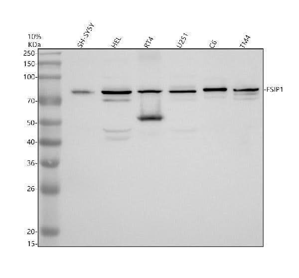 Anti-FSIP1 Antibody Picoband® Boster Bio