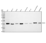 Anti-THEM6 Antibody Picoband® Boster Bio