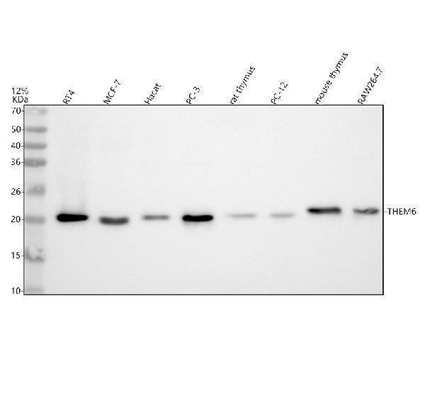 Anti-THEM6 Antibody Picoband® Boster Bio