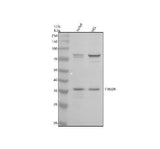 Anti-TMED8 Antibody Picoband® Boster Bio