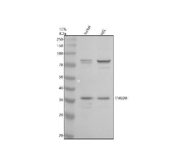 Anti-TMED8 Antibody Picoband® Boster Bio