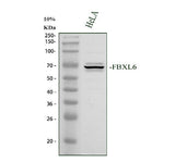 Anti-FBXL6 Antibody Picoband® Boster Bio