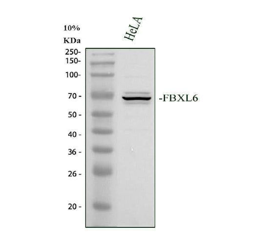 Anti-FBXL6 Antibody Picoband® Boster Bio