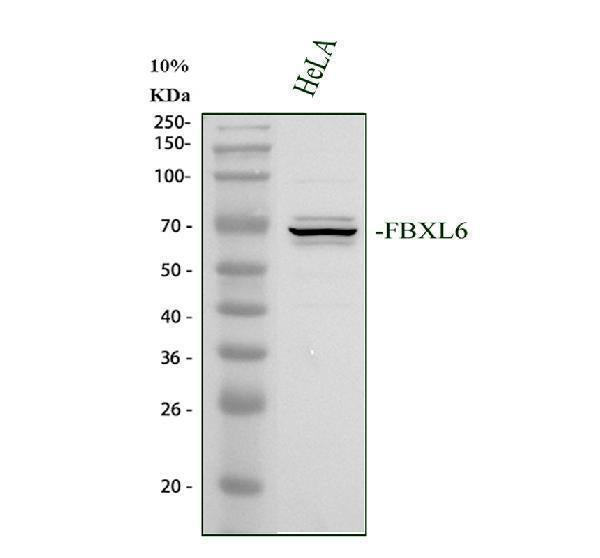 Anti-FBXL6 Antibody Picoband® Boster Bio