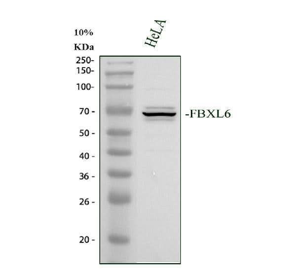 Anti-FBXL6 Antibody Picoband® Boster Bio