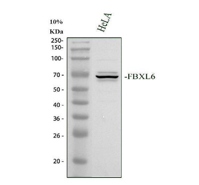 Anti-FBXL6 Antibody Picoband® Boster Bio