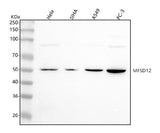 Anti-MFSD12 Antibody Picoband® Boster Bio