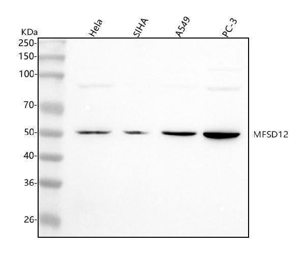 Anti-MFSD12 Antibody Picoband® Boster Bio