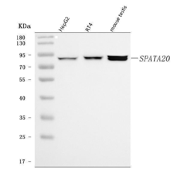 Anti-SPATA20 Antibody Picoband® Boster Bio
